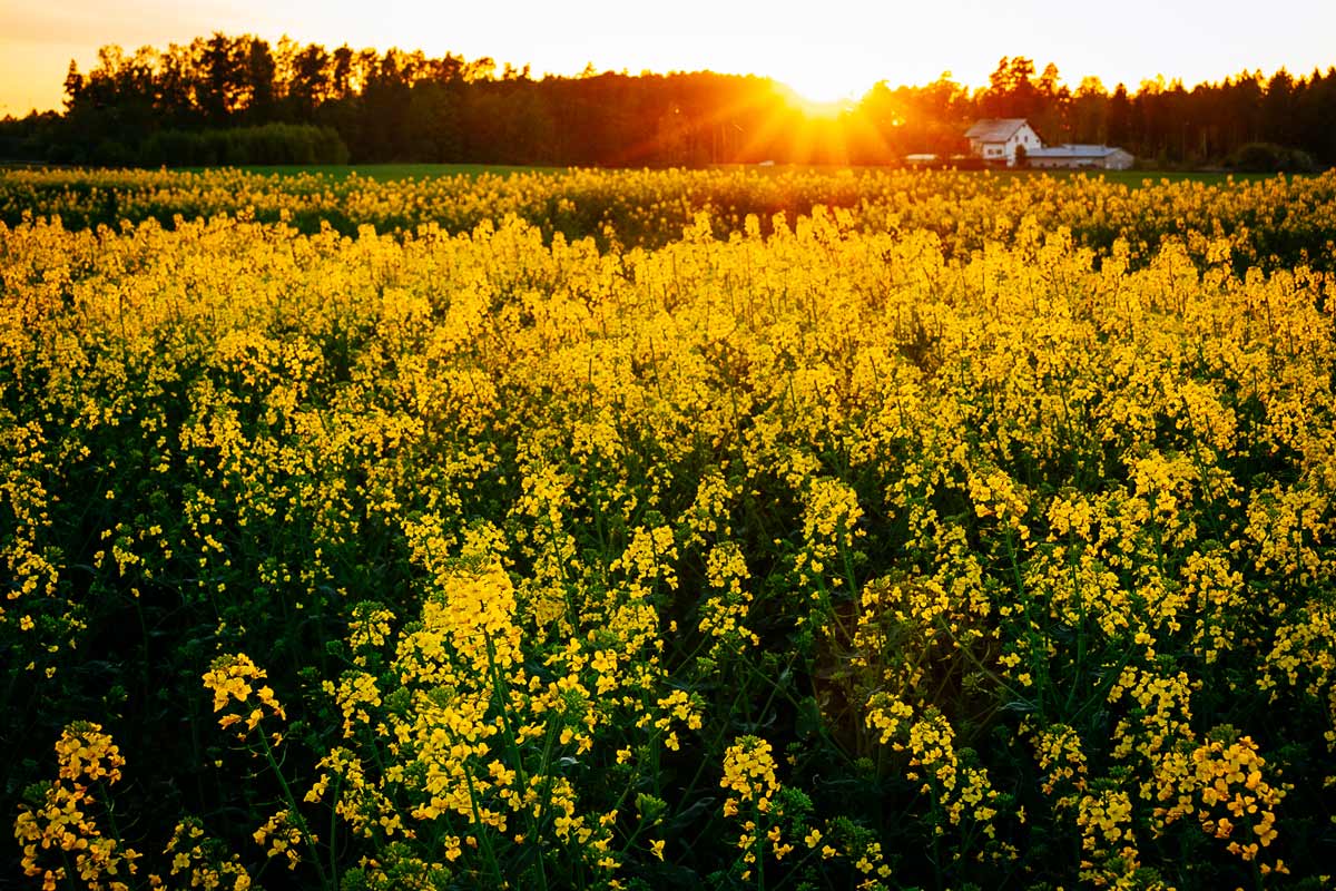 rapeseed-farm-sunset