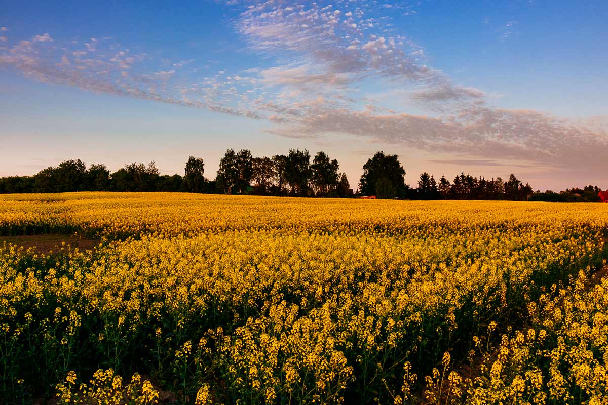 rapeseed-sky-clouds-poland